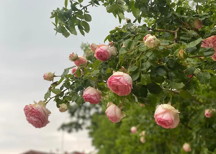 Torre Del Barbagianni - Castello Di